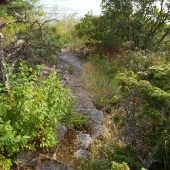 trappenner