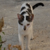 kreta-2007-063