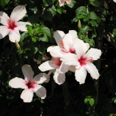 kreta-2007-canon-025