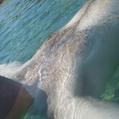 beach_t