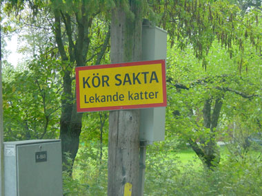 Lekande katter