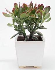 crassula_ovata