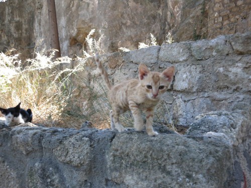 guardtiger_rodinipark