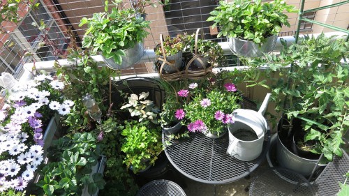 urbangarden1