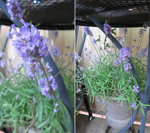 lavendel